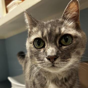 Marvels -  Domestic Short Hair Cat for Adoption in Chattanooga, Tennessee - Marvels | PetCurious