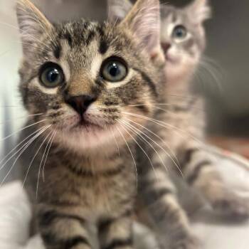 Swiss -  Domestic Short Hair Cat for Adoption in Clavet, Saskatchewan - Swiss | PetCurious