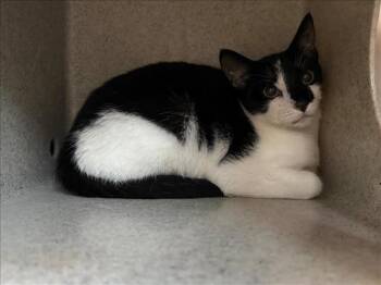 Rescue Domestic Short Hair Cats for Adoption in Salisbury, North Carolina - WEDNESDAY | PetCurious