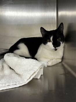 STAN -  Domestic Short Hair Cat for Adoption - STAN | PetCurious