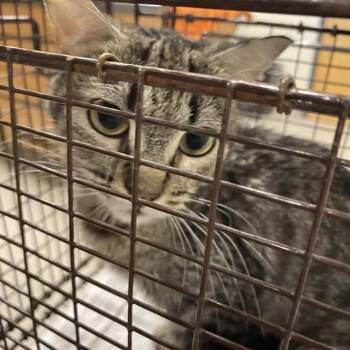 Rescue Domestic Short Hair Cats for Adoption in Modesto, California - A603821 | PetCurious