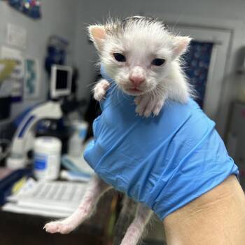 Echo -  Domestic Short Hair Cat for Adoption in Summerville, South Carolina - Echo | PetCurious