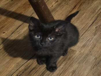 Rescue Domestic Short Hair Cats for Adoption in Woodland, California - *HERSHEY | PetCurious