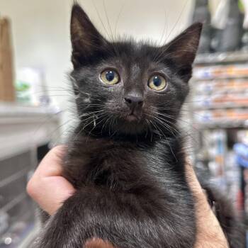 Briar -  Domestic Short Hair Cat for Adoption in Matteson, Illinois - Briar | PetCurious