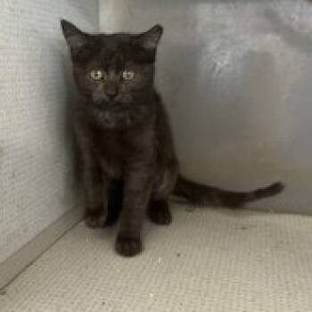 Rescue Domestic Short Hair Cats for Adoption in Austin, Texas - Clove | PetCurious