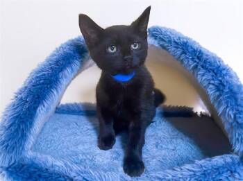 CARL -  Domestic Short Hair Cat for Adoption in Fort Lauderdale, Florida - CARL | PetCurious