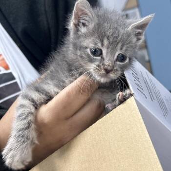 Rescue Domestic Short Hair Cats for Adoption in Newark, New Jersey - Screamo | PetCurious