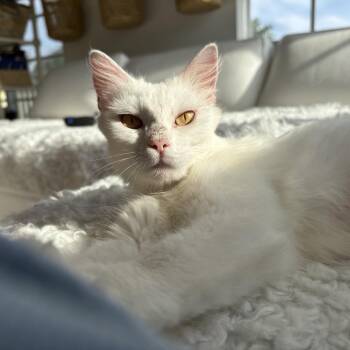 Domestic Long Hair Cats Available for Adoption in Juno Beach, Florida - Mamma Mia | PetCurious