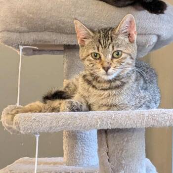 Rescue Domestic Short Hair Cats for Adoption in Woodstock, Virginia - Nova | PetCurious