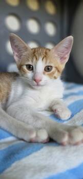 Mochiko -  Domestic Short Hair Cat for Adoption in Honolulu, Hawaii - Mochiko | PetCurious