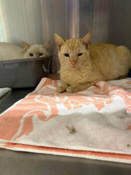 Domestic Short Hair Cats Available for Adoption in Burgaw, North Carolina - Azaelaa | PetCurious