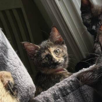Harper -  Domestic Short Hair Cat for Adoption in Mokena, Illinois - Harper | PetCurious