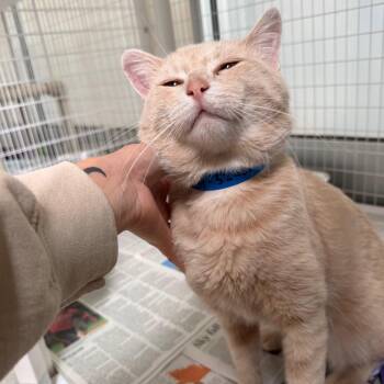 Golden Boy -  Domestic Short Hair Cat for Adoption in Chicago, Illinois - Golden Boy | PetCurious