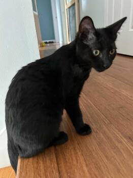 Rescue Domestic Short Hair Cats for Adoption in Rochester, New Hampshire - Bosco | PetCurious
