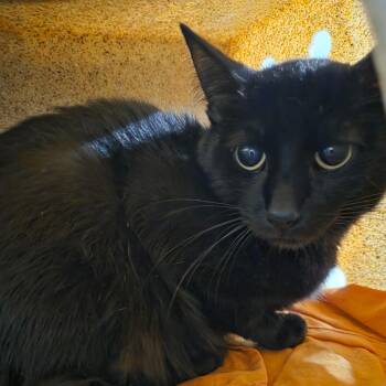 Domestic Short Hair Cats Available for Adoption in West Olive, Michigan - Biography | PetCurious