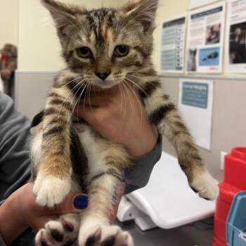 Cheryl -  Domestic Short Hair Cat for Adoption in Chicago, Illinois - Cheryl | PetCurious
