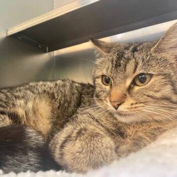 Domestic Short Hair Cats Available for Adoption in Dayton, Ohio - Lavender | PetCurious