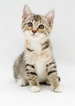 Chicky is a teeny tiny squirt - rainbow floof -  Torbie and Bengal Cat for Adoption in Bedford Hills, New York - Chicky Is A Teeny Tiny Squirt - Rainbow Floof | PetCurious