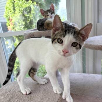 Domestic Short Hair Cats Available for Adoption in Havertown, Pennsylvania - Trillion | PetCurious