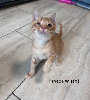 Rescue Domestic Short Hair Cats for Adoption in Clarksville, Tennessee - Firepaw | PetCurious