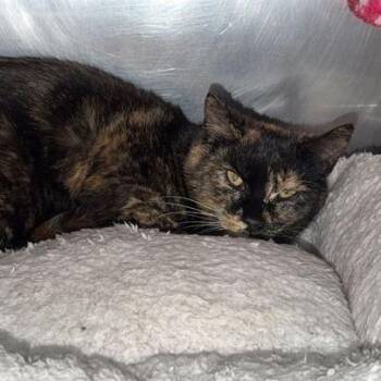 Domestic Short Hair Cats Available for Adoption in Driggs, Idaho - Roxie | PetCurious