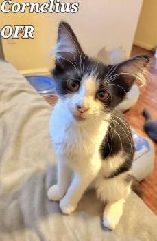Cornelius -  Domestic Short Hair Cat for Adoption in Owasso, Oklahoma - Cornelius | PetCurious
