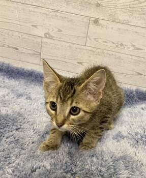Domestic Medium Hair Cats Available for Adoption in Modesto, California - TOPAZ | PetCurious