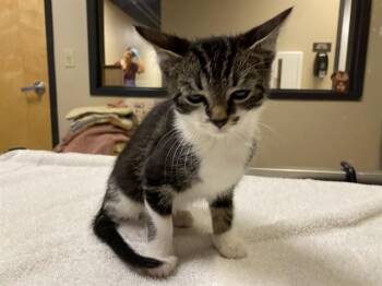 Domestic Medium Hair Cats Available for Adoption in Modesto, California - MINK | PetCurious