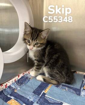 Domestic Short Hair Cats Available for Adoption in Clarksville, Tennessee - Skip | PetCurious