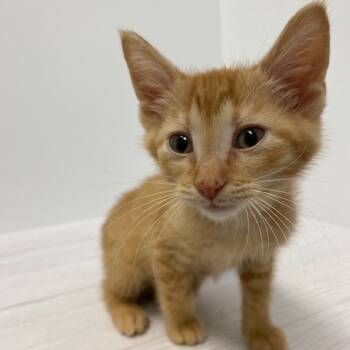 Rescue Domestic Short Hair Cats for Adoption in Dayton, Ohio - Tommy | PetCurious