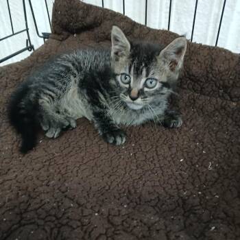 Holly -  Domestic Short Hair Cat for Adoption in Clarksdale, Mississippi - Holly | PetCurious