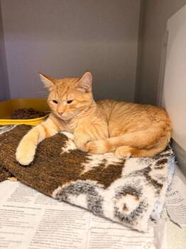 Indy -  Domestic Short Hair Cat for Adoption in Pottsville, Pennsylvania - Indy | PetCurious