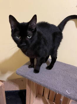 Rescue Domestic Short Hair Cats for Adoption in Zimmerman, Minnesota - Bow | PetCurious
