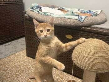 Leo -  Domestic Short Hair Cat for Adoption in Chicago, Illinois - Leo | PetCurious