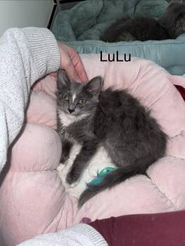 Rescue Domestic Long Hair and Maine Coon Cats for Adoption in Fresno, California - Lulu Michelle | PetCurious
