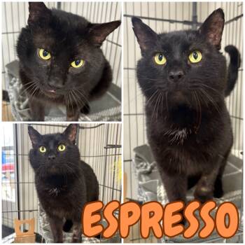 Rescue Domestic Short Hair Cats for Adoption in Pierceton, Indiana - Espresso | PetCurious