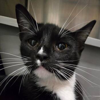 Rescue Domestic Short Hair Cats for Adoption in Nampa, Idaho - Magnolia | PetCurious