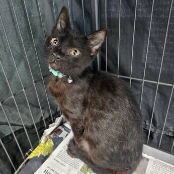 Blackie -  Domestic Medium Hair and Domestic Short Hair Cat Available for Adoption in Milton, Florida - Blackie | PetCurious