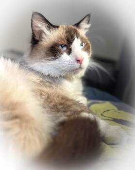 Rescue Siamese Cats for Adoption - Tao | PetCurious