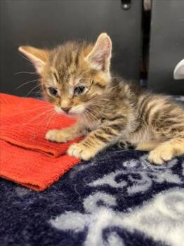 CINDERELLA -  Domestic Short Hair Cat Available for Adoption in Tracy, California - CINDERELLA | PetCurious