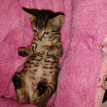 Cheeto -  American Shorthair Cat for Adoption in Fulton, Texas - Cheeto | PetCurious