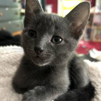 Maggie -  Domestic Short Hair Cat for Adoption in Tuscaloosa, Alabama - Maggie | PetCurious
