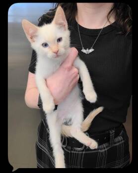 Cactus Cooler -  Siamese Cat for Adoption in Oceanside, California - Cactus Cooler | PetCurious