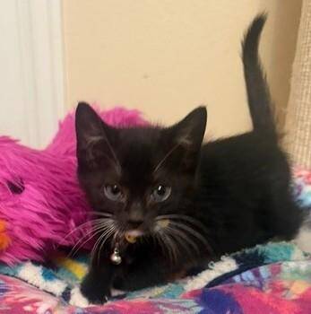 Domestic Medium Hair and Domestic Short Hair Cats Available for Adoption in Anchorage, Alaska - LION | PetCurious