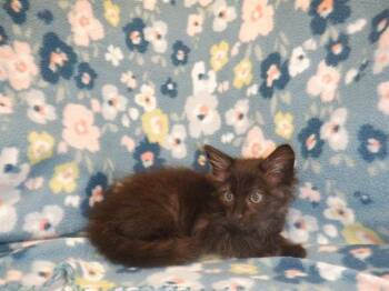 TOPAZ -  Domestic Short Hair Cat for Adoption in San Jose, California - TOPAZ | PetCurious