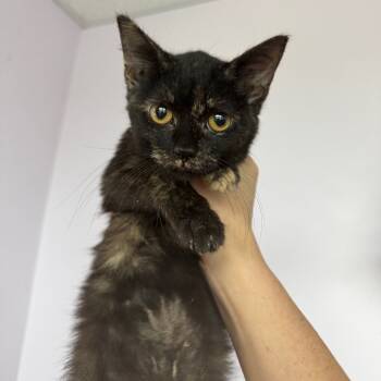 Rescue Domestic Short Hair Cats for Adoption in Hannibal, Missouri - I'm Tired Grampa | PetCurious