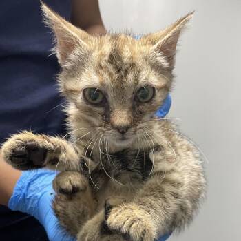 Chi Chi -  Domestic Short Hair Cat for Adoption in Allentown, Pennsylvania - Chi Chi | PetCurious