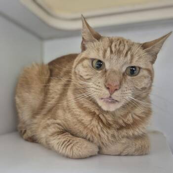 Lacey -  Domestic Short Hair Cat for Adoption in Newark, New Jersey - Lacey | PetCurious