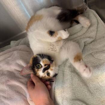 Ketchup -  Domestic Short Hair Cat for Adoption in Englewood, Florida - Ketchup | PetCurious