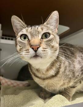 Domestic Short Hair Cats Available for Adoption in San Francisco, California - TIFFANY | PetCurious